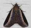 Lophoptera squammigera Noctuid